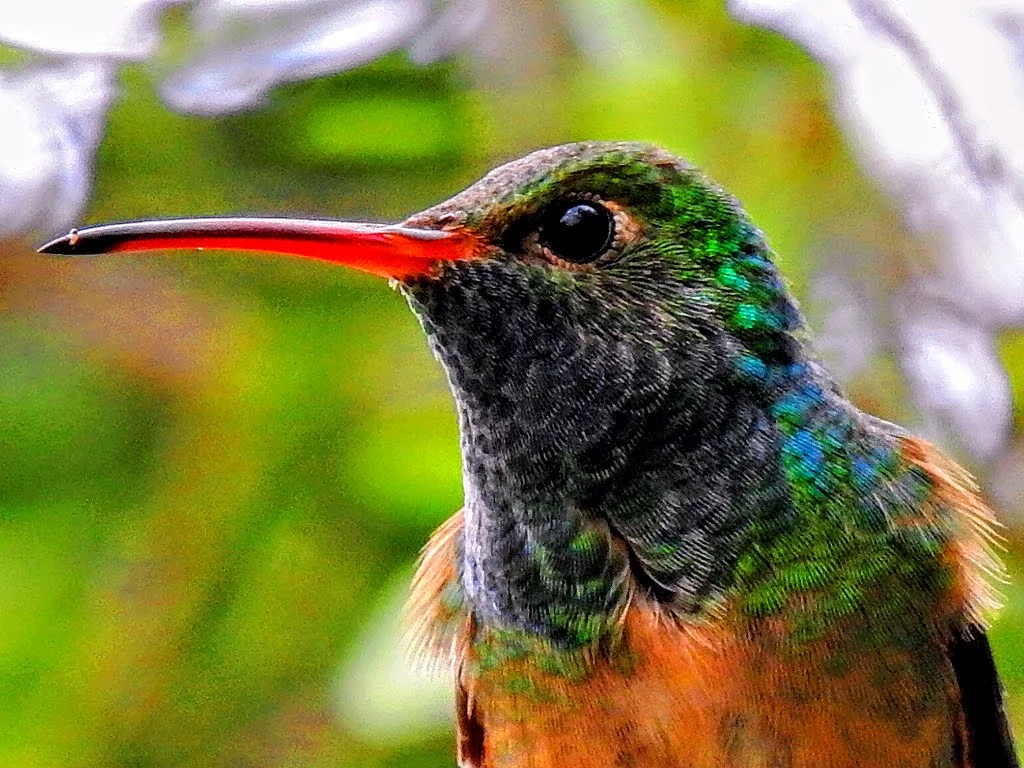 Bird spotted in the Rio Grande Valley near Alamo RV Park