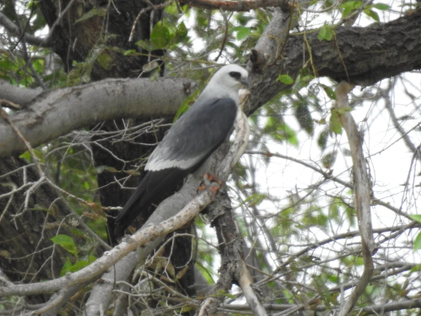 Bird spotted in the Rio Grande Valley near Alamo RV Park