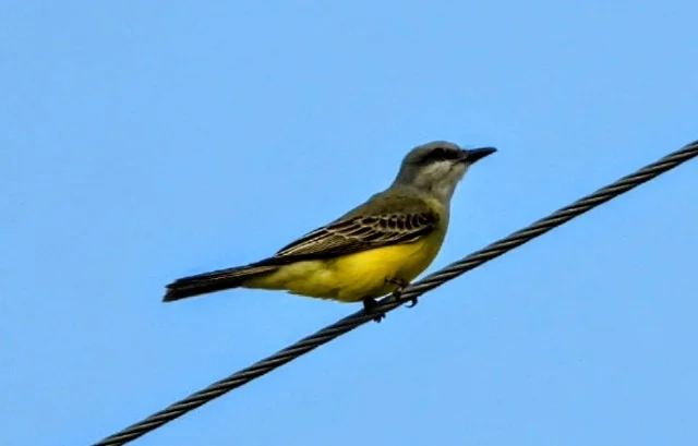 Bird spotted in the Rio Grande Valley near Alamo RV Park