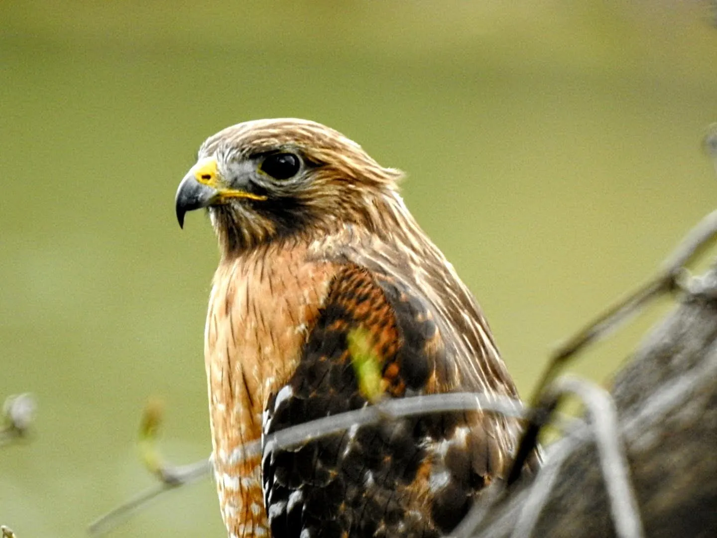 Bird spotted in the Rio Grande Valley near Alamo RV Park