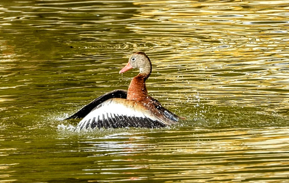Bird spotted in the Rio Grande Valley near Alamo RV Park