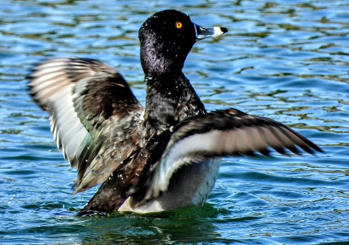 Bird spotted in the Rio Grande Valley near Alamo RV Park