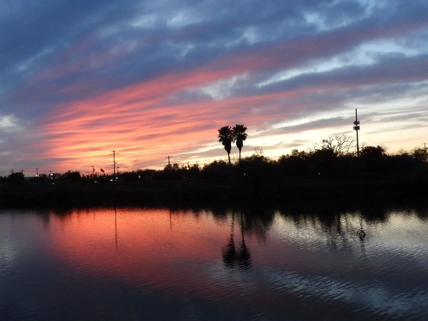 Bird spotted in the Rio Grande Valley near Alamo RV Park