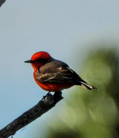 Bird spotted in the Rio Grande Valley near Alamo RV Park