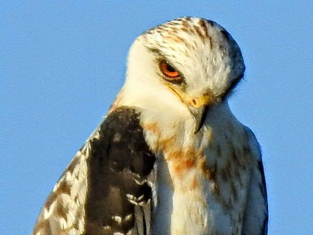 Bird spotted in the Rio Grande Valley near Alamo RV Park